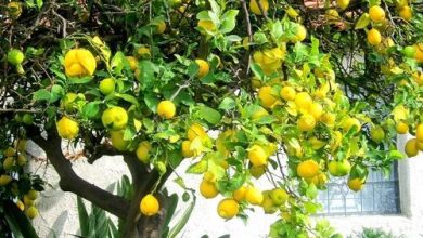 Commercial Lemon Farming in India - Essential Factor 1