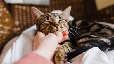 Top 7 Tips For A Happy And Healthy Kitty