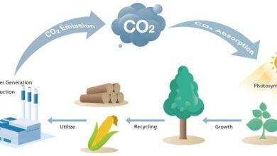 Biomass Energy: Turning Organic Waste into Sustainable Power