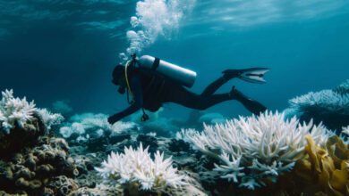 Learn to Dive Sharm El Sheikh – Discover Egypt’s Underwater Paradise