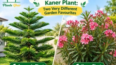 Araucaria Plant and Kaner Plant